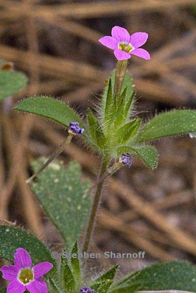 collomia heterophylla 2 graphic